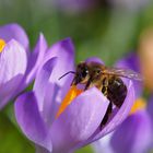 Ein Hauch Frühling