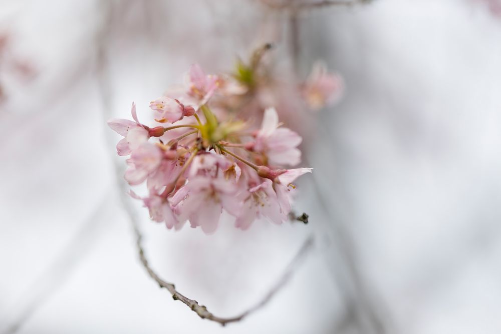 Ein Hauch Frühling