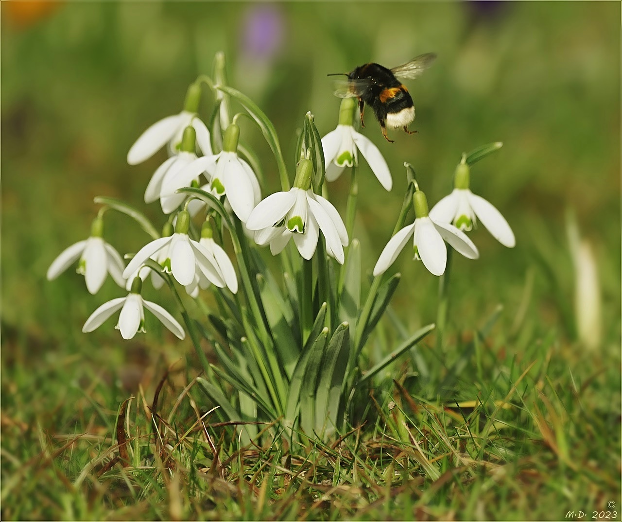 Ein Hauch Frühling ...