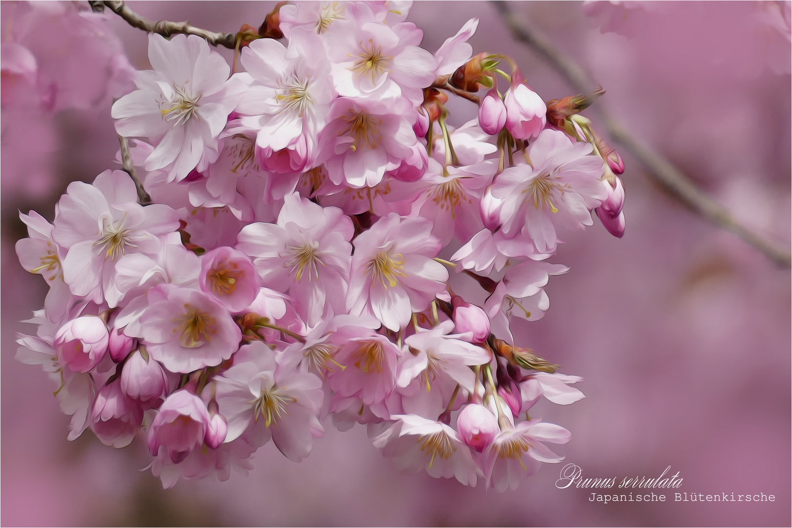 EIN HAUCH FRÜHLING