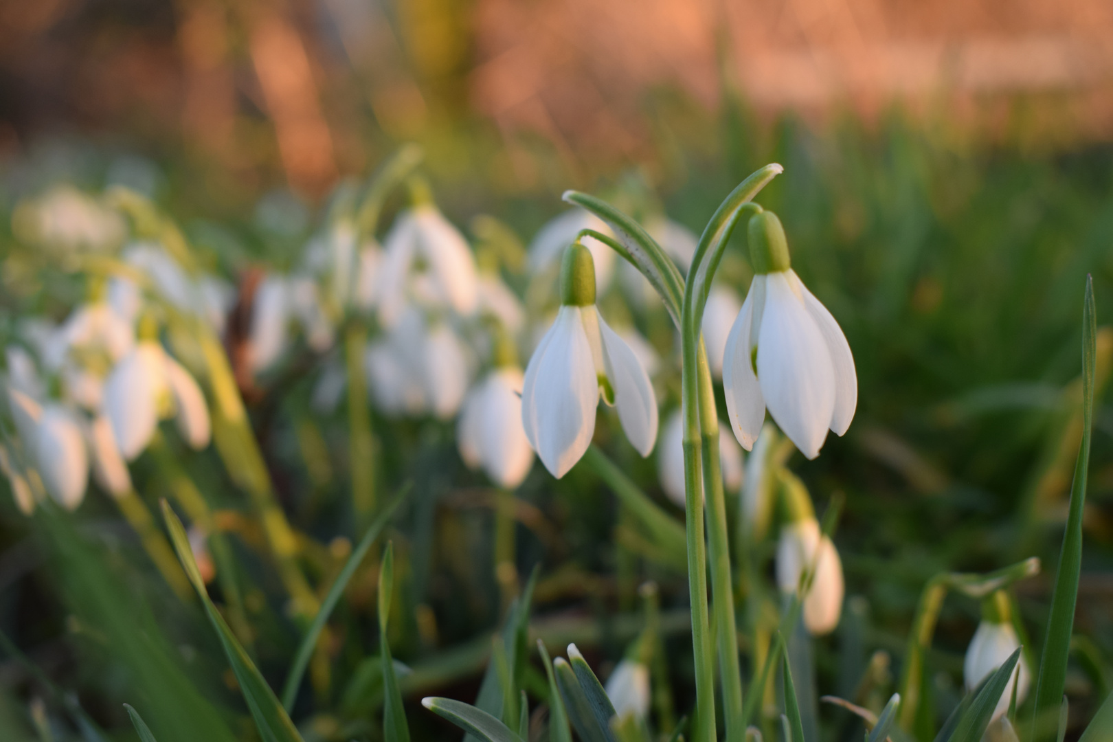 Ein Hauch Frühling