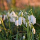 Ein Hauch Frühling