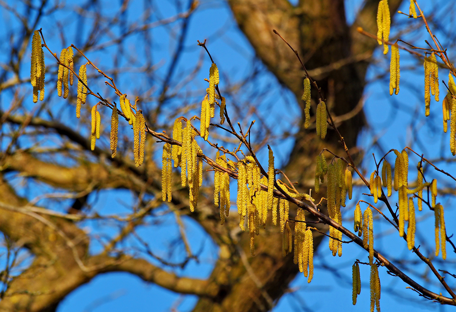 ein hauch Frühling