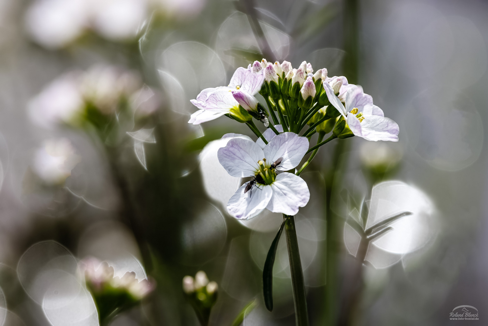 ein Hauch Frühling