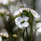 ein Hauch Frühling