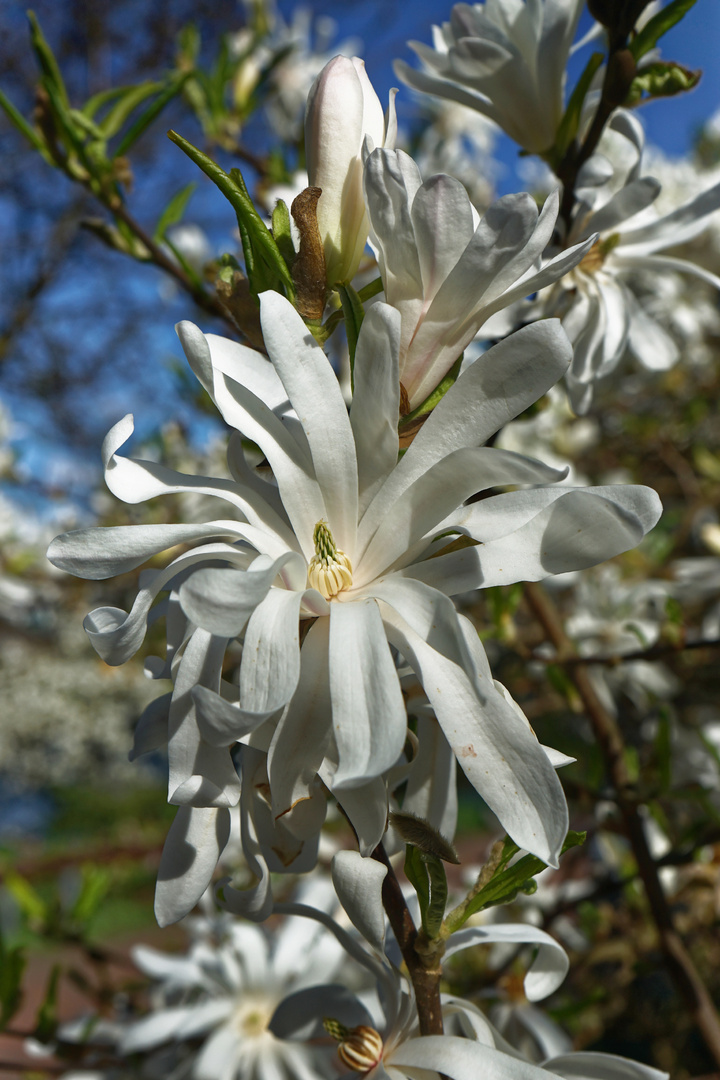 ein Hauch Frühling III