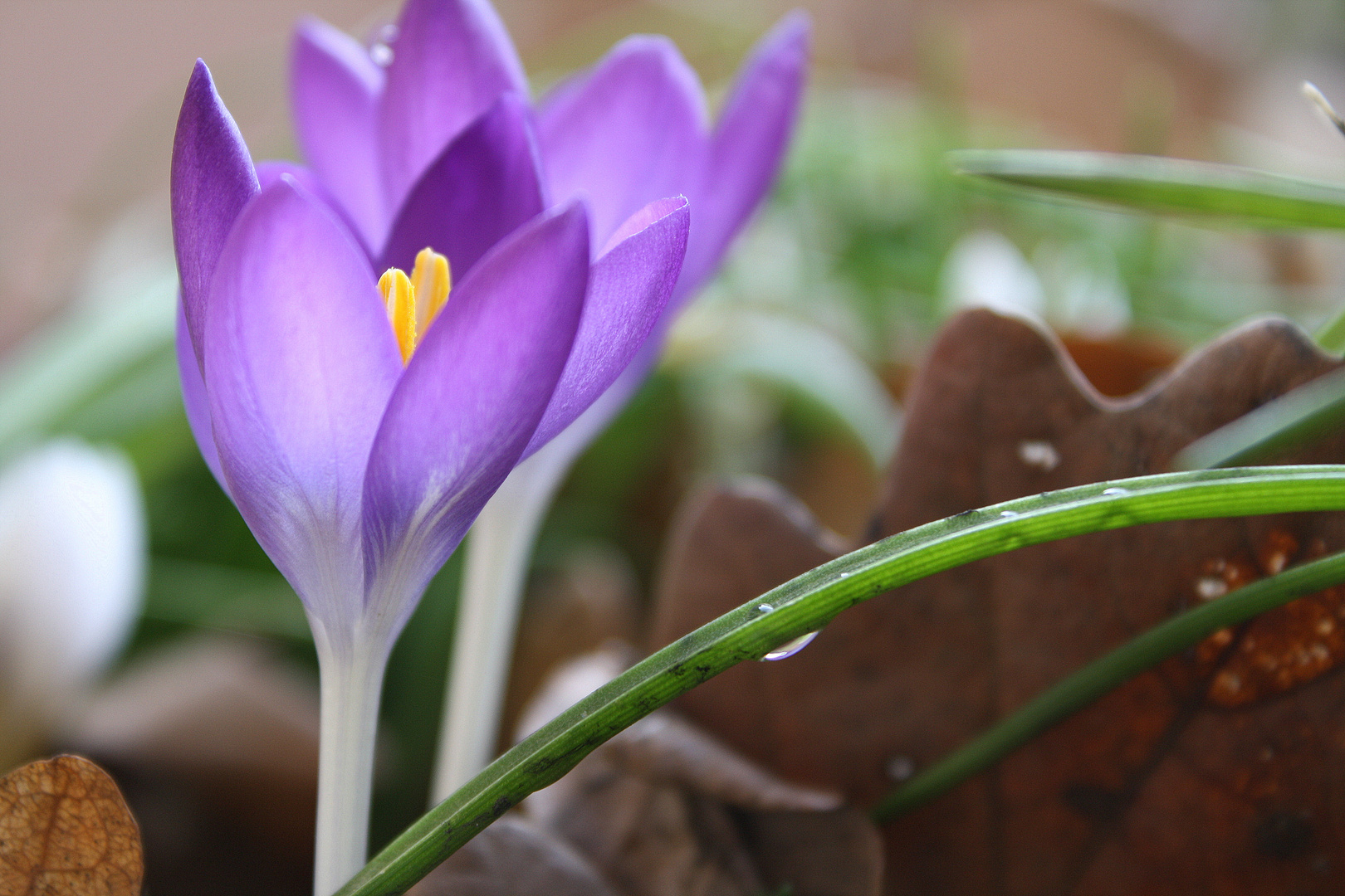 ein Hauch Frühling...und schon vorbei