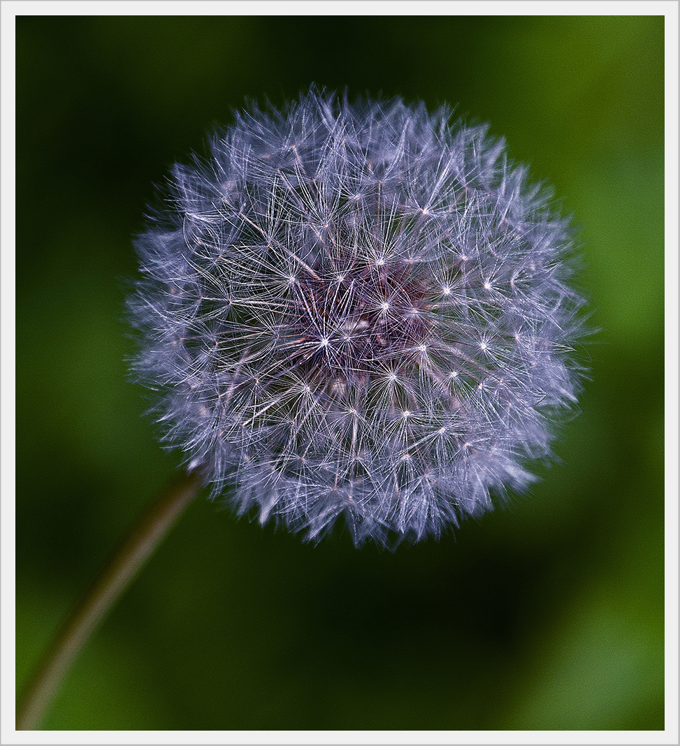 Ein Hauch im Wind II