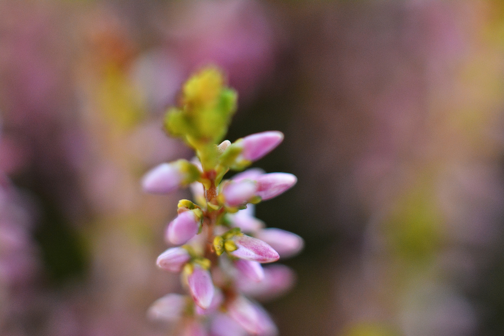 Ein Hauch in Pink