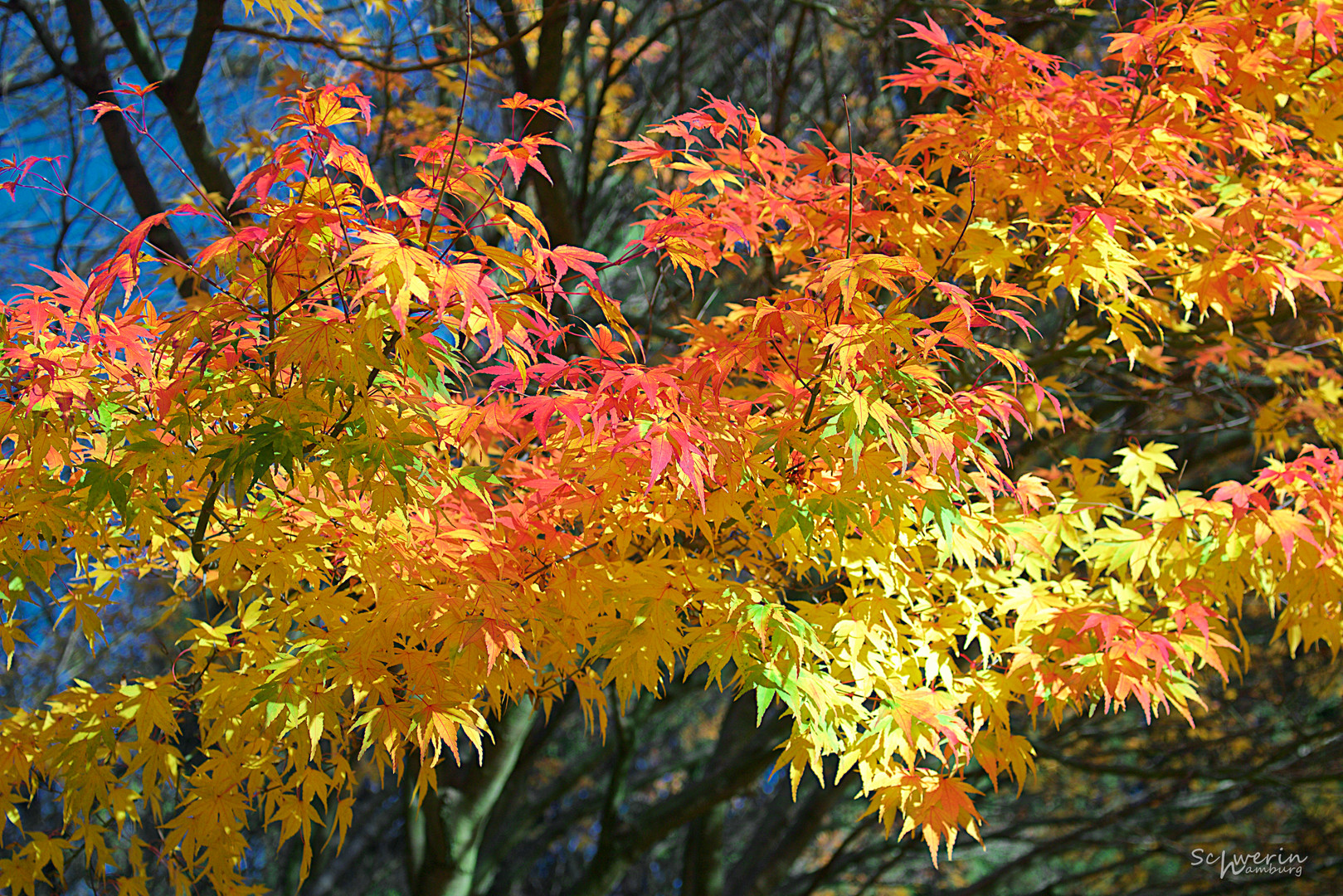 Ein Hauch Indian Summer in Poppenbüttel