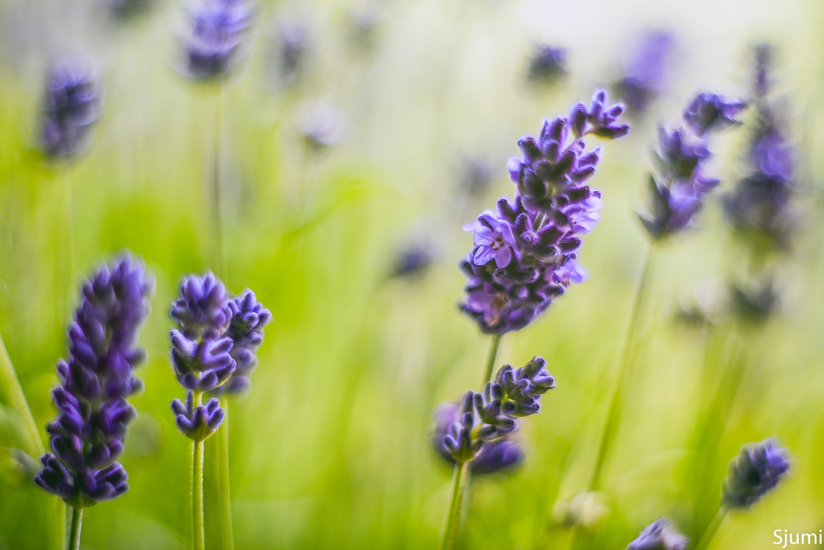 Ein Hauch Lavendel