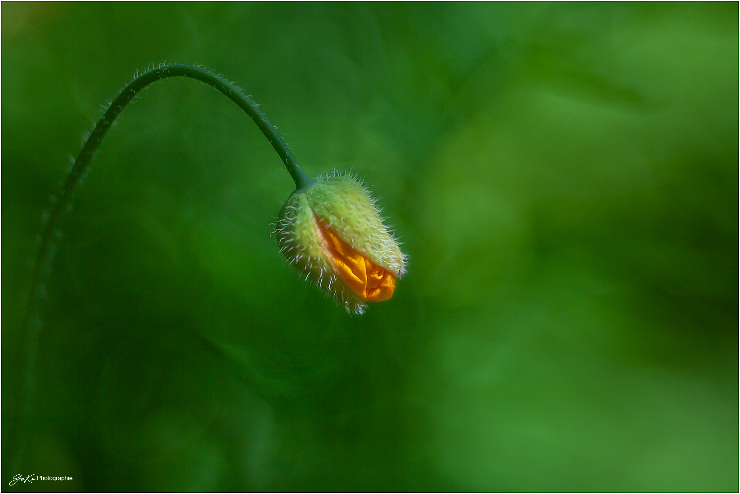 ein Hauch orange