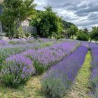Ein Hauch Provence im Waldviertel