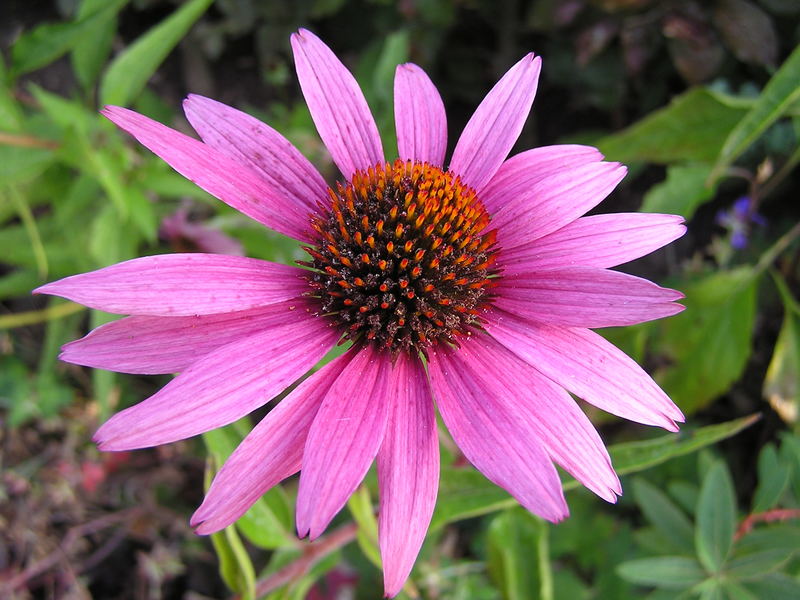 Ein Hauch Rosa inmitten von Grün!