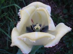Ein Hauch rot und gelb auf weißem Grund - auch eine schöne Tulpe