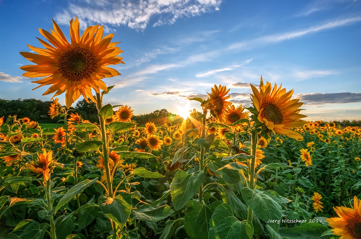 ~~~ Ein Hauch Sommer ~~~ :-)