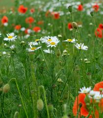 Ein Hauch Sommer