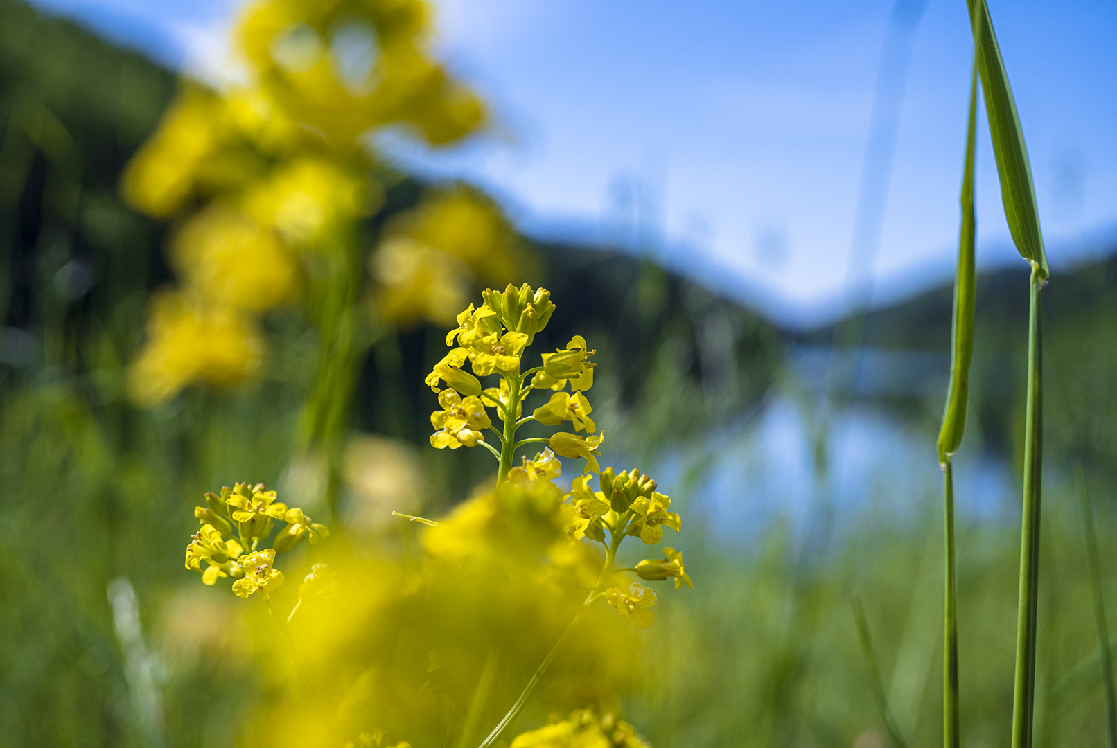 Ein hauch Sommer.