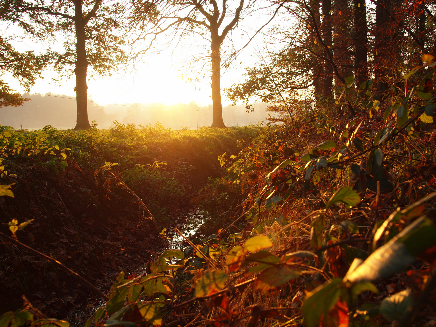 Ein Hauch vom indian summer ...