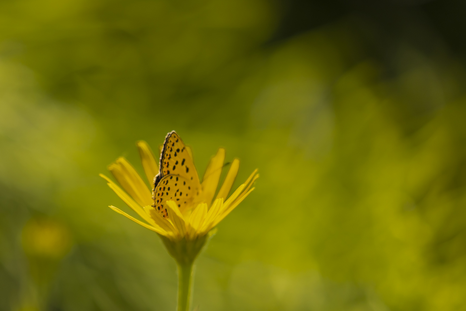 ein hauch vom Schmetterling 