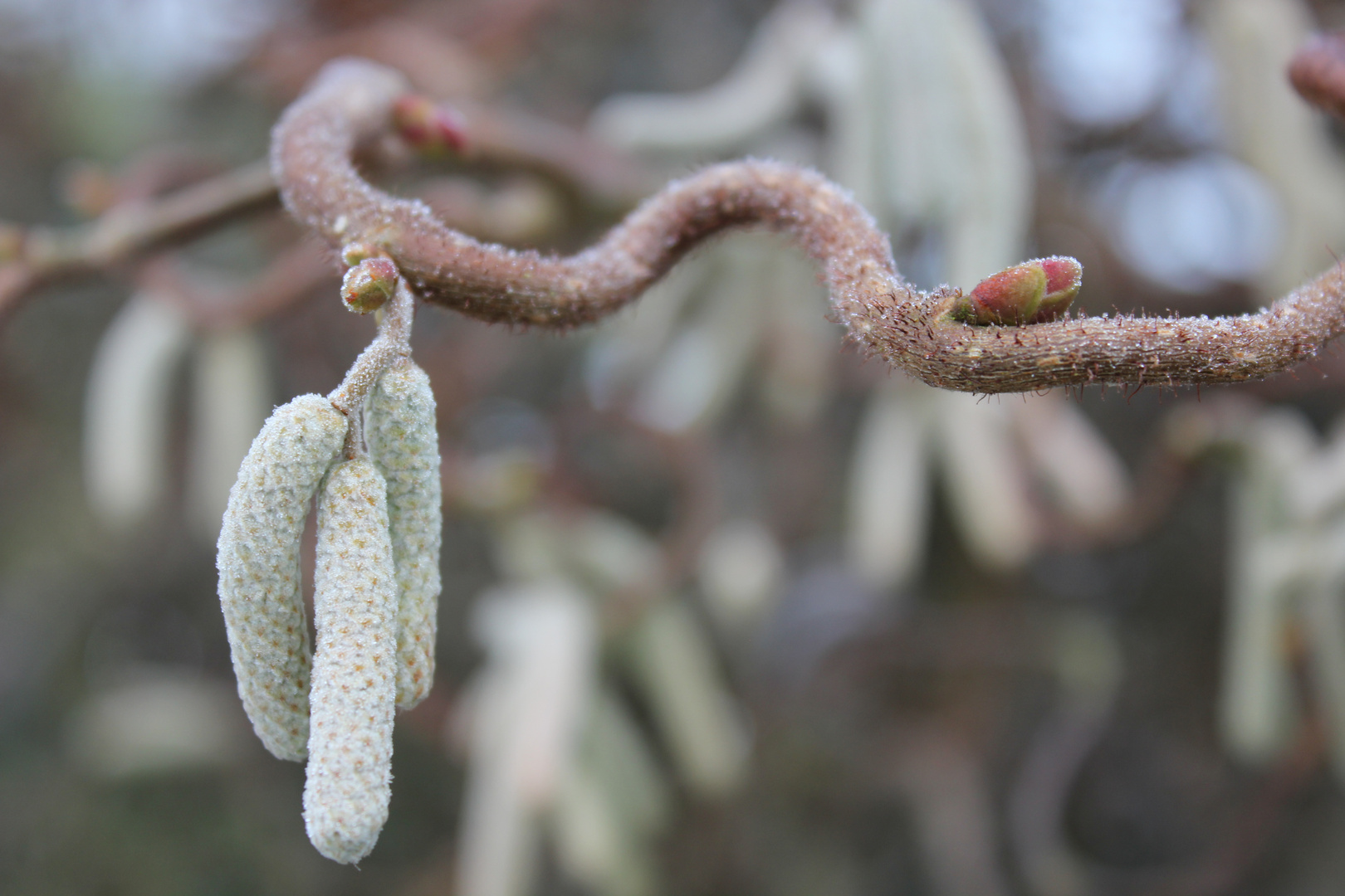 Ein Hauch vom Winter