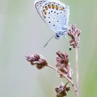 Ein Hauch von Blau