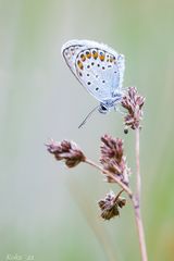 Ein Hauch von Blau