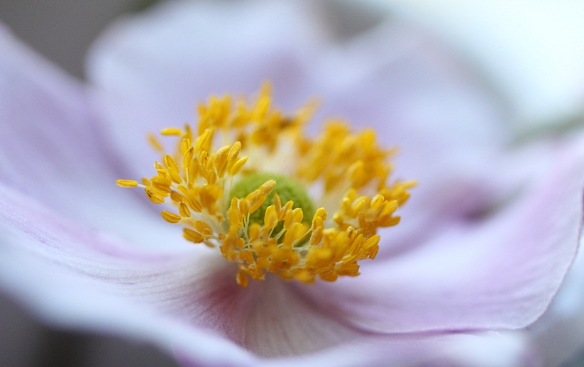 Ein Hauch von Blüte