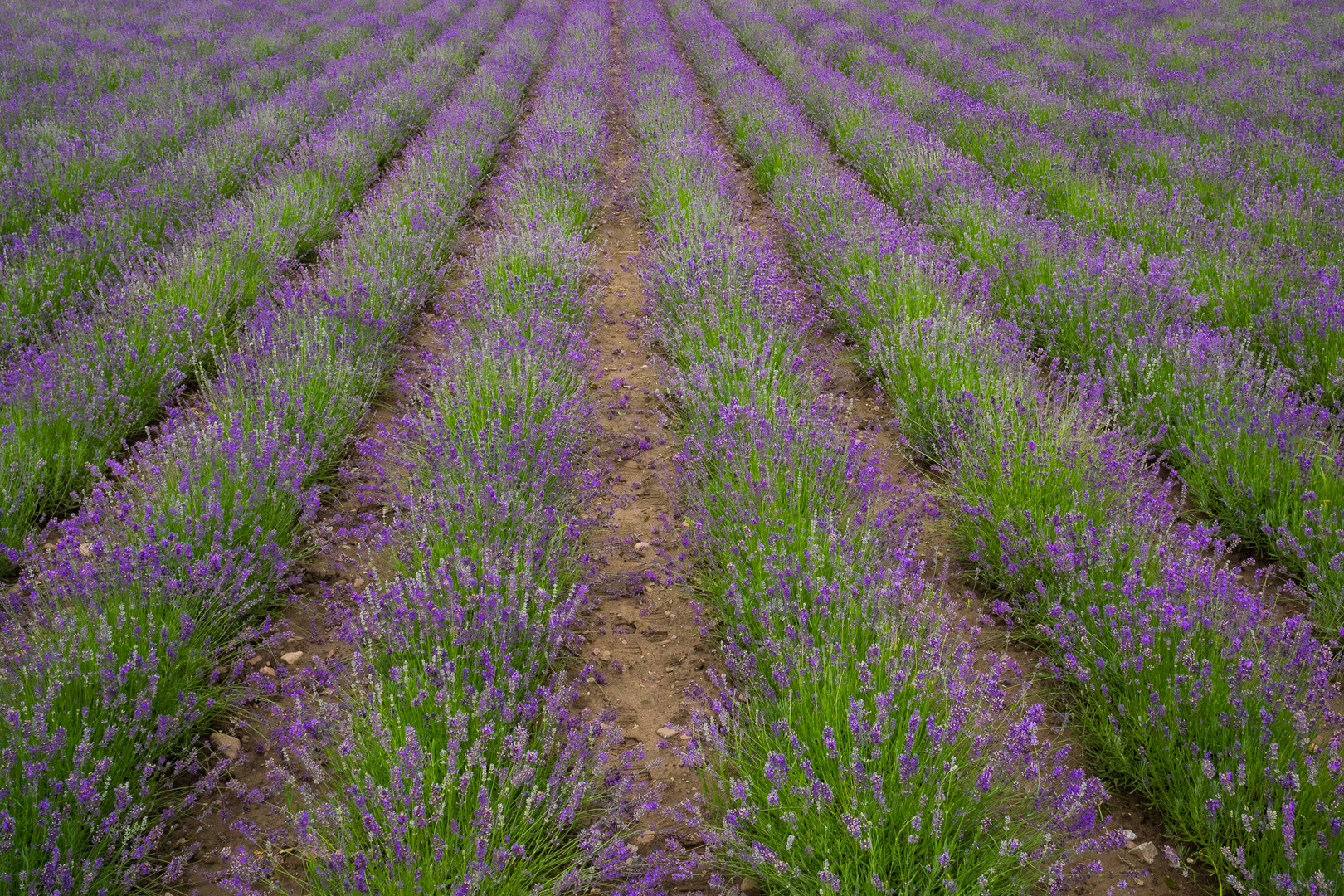 Ein Hauch von der Provence