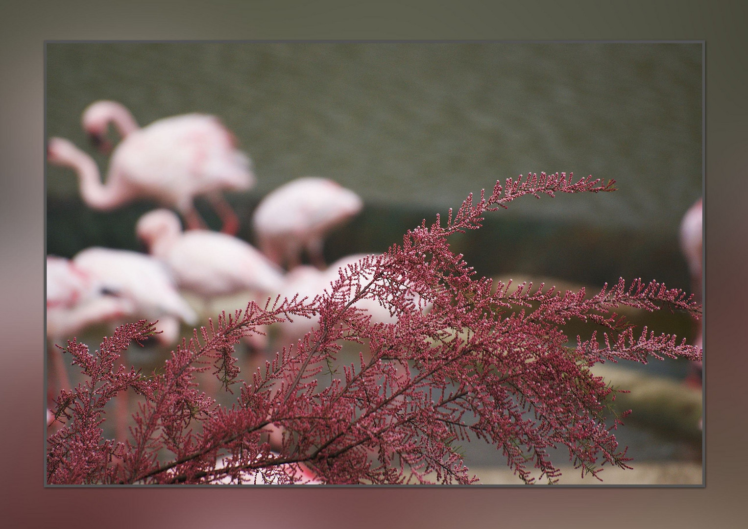 Ein Hauch von Flamingos