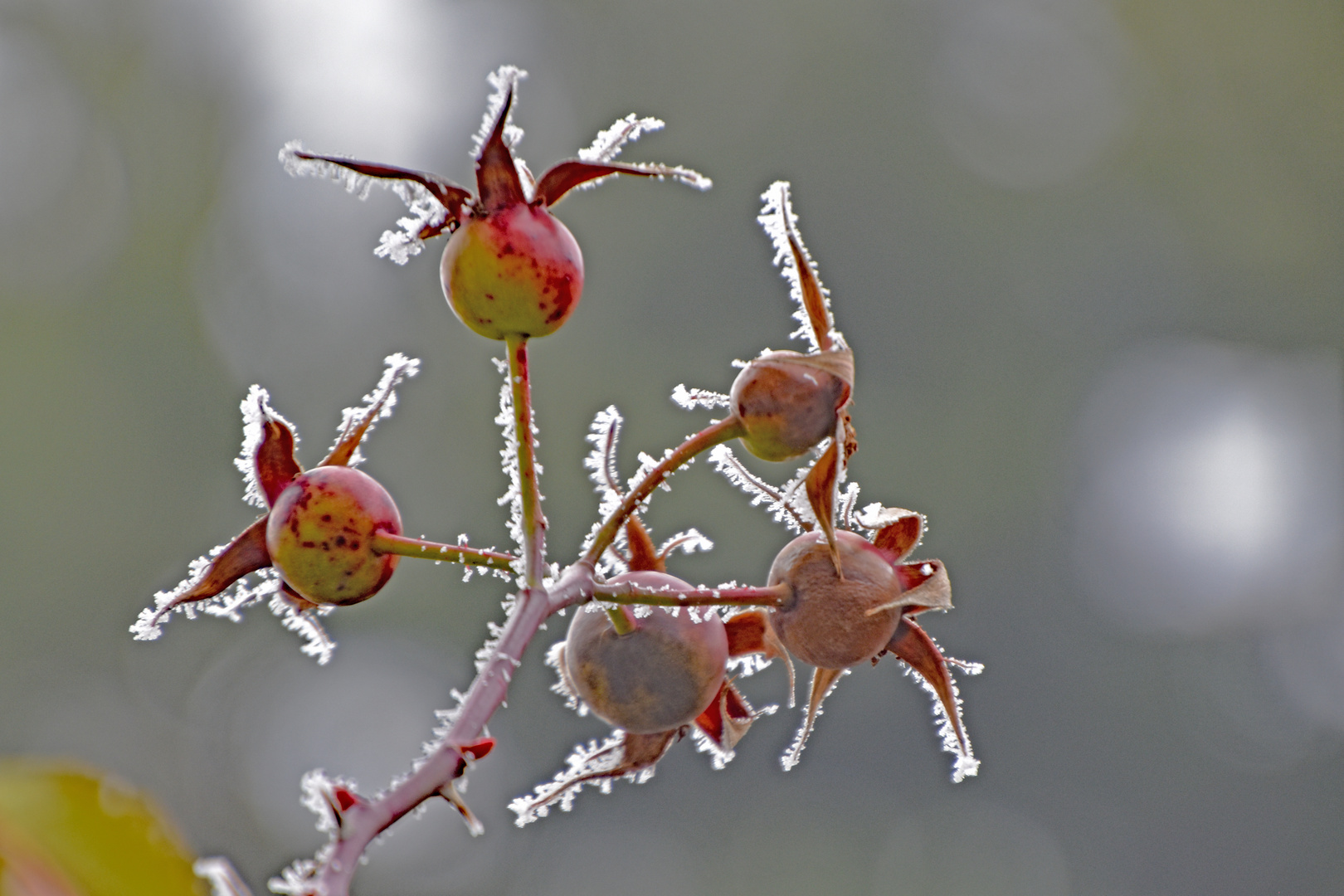 ein Hauch von Frost