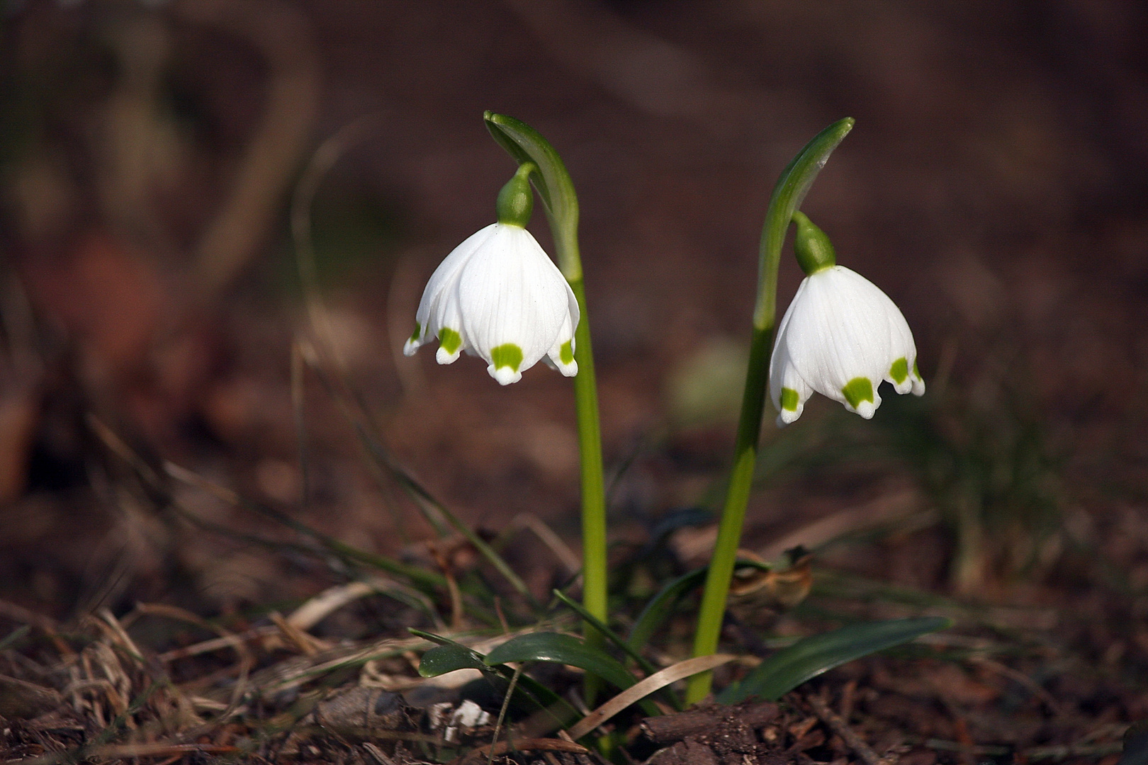 Ein Hauch von Frühling.