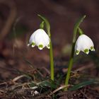 Ein Hauch von Frühling.