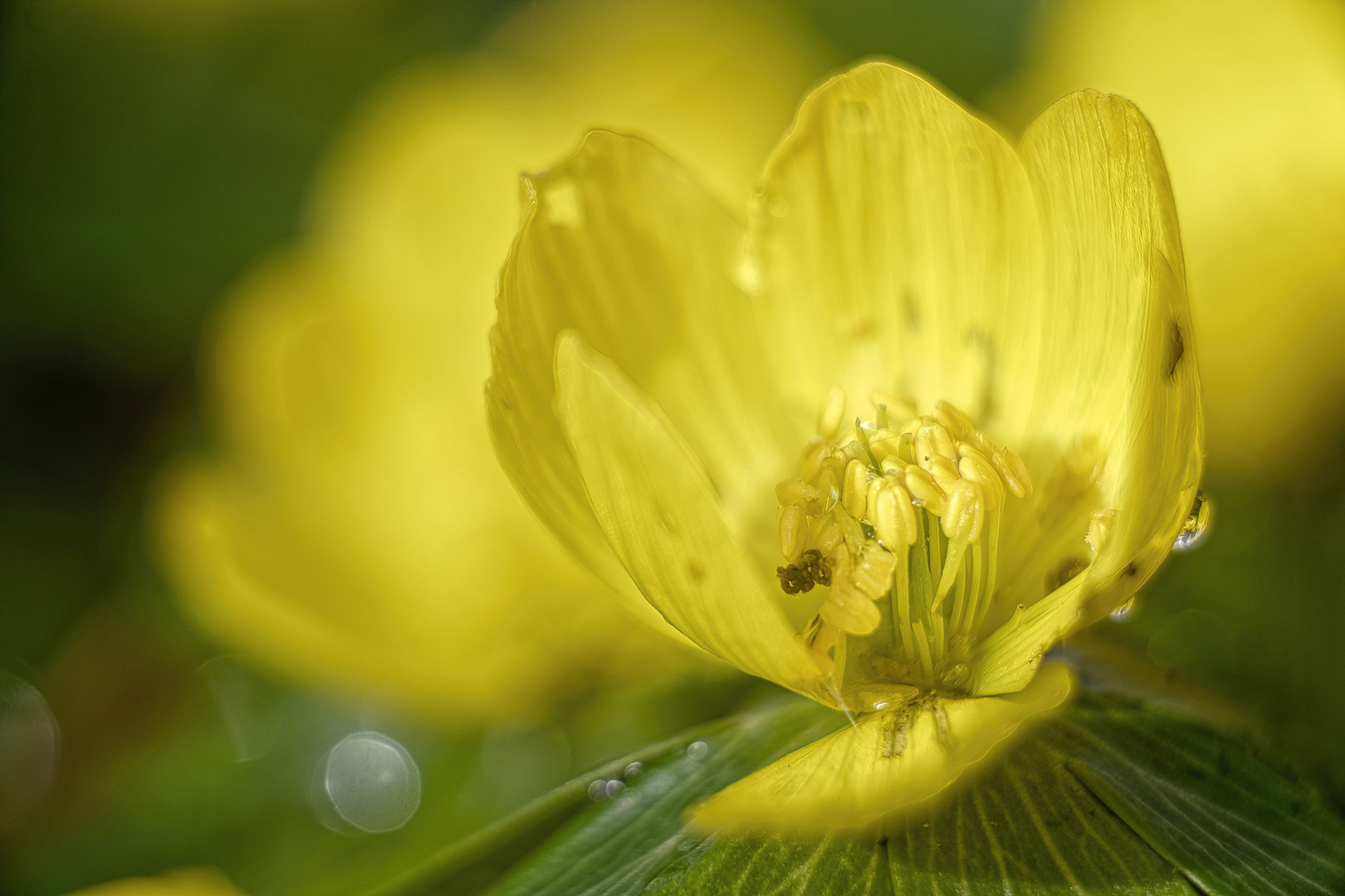 ein Hauch von Frühling.....