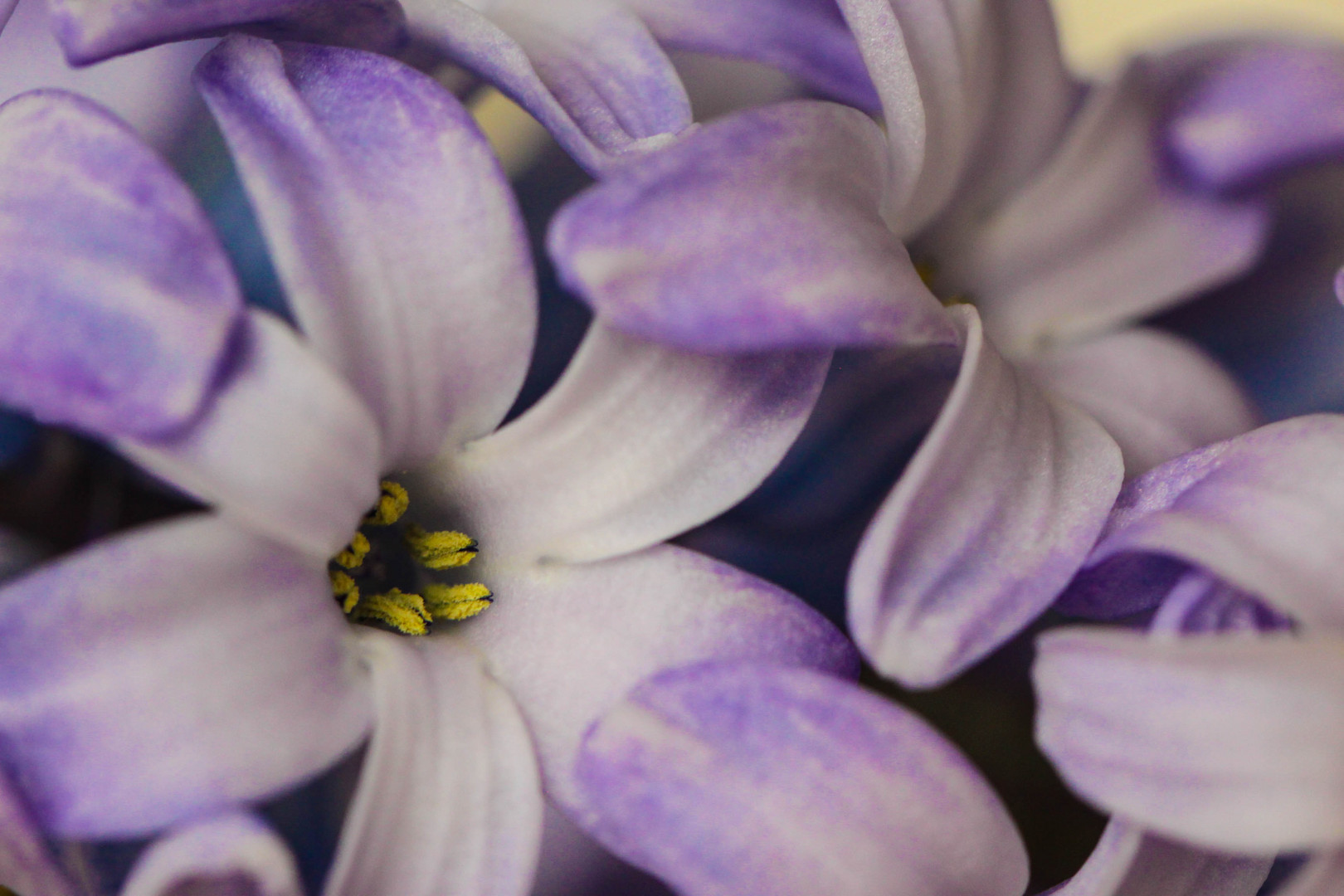 Ein Hauch von Frühling...