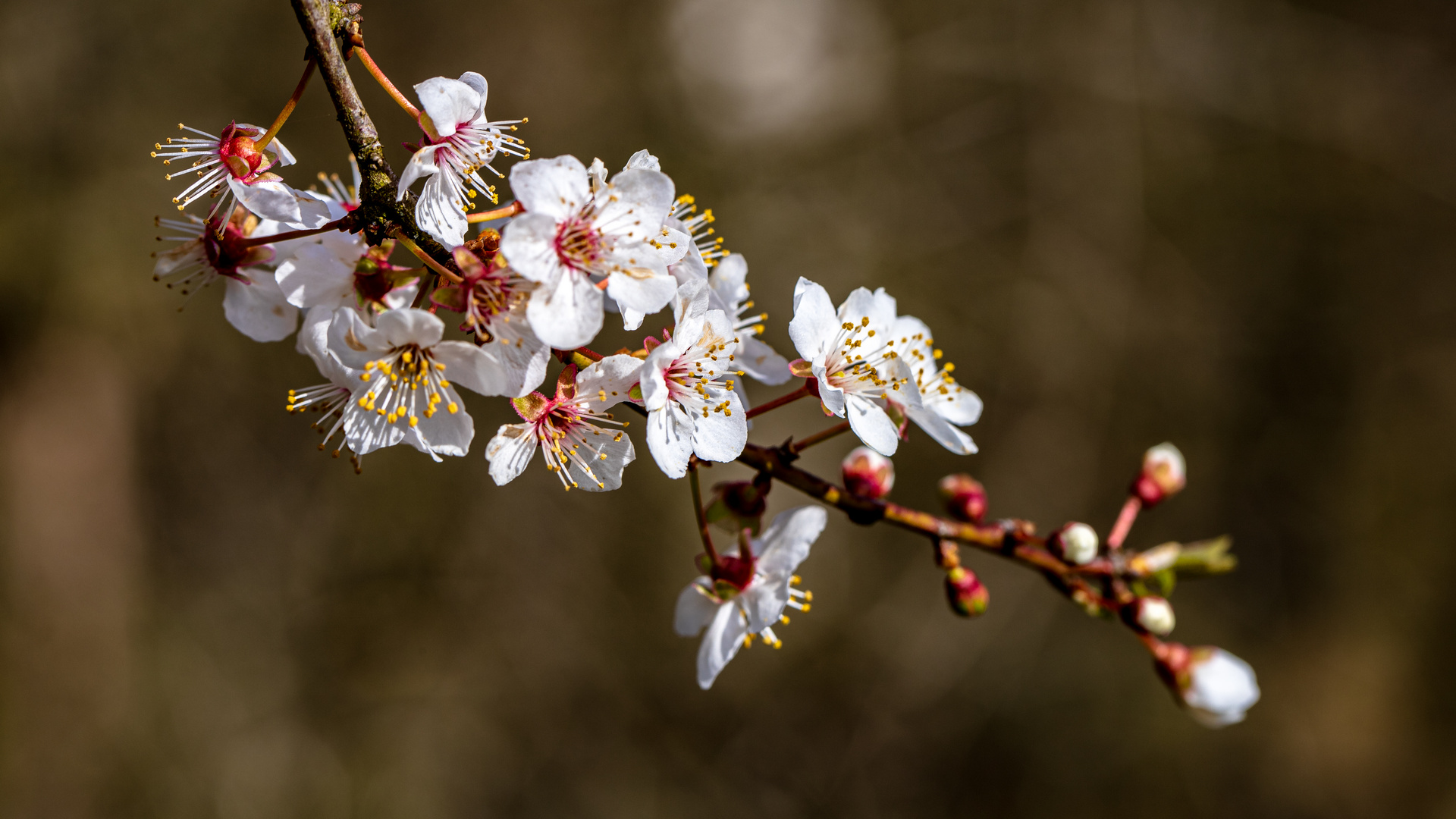 ein hauch von frühling