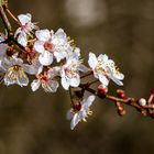 ein hauch von frühling