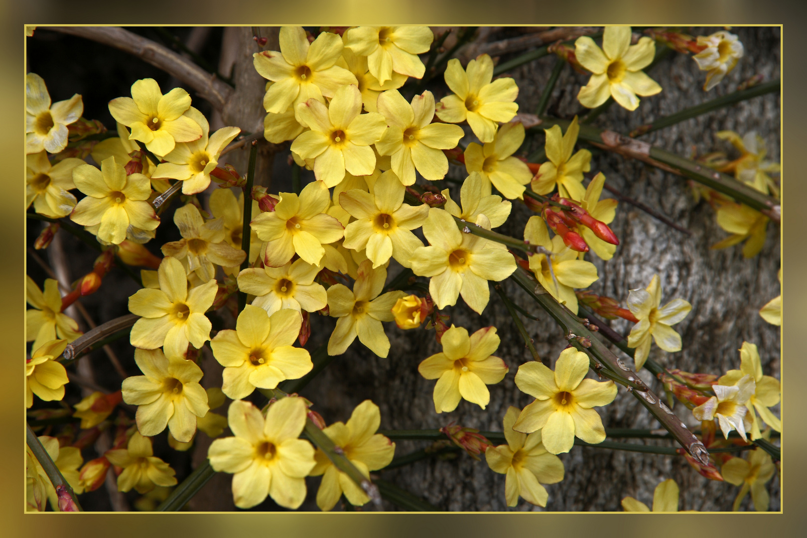 ein Hauch von Frühling.....