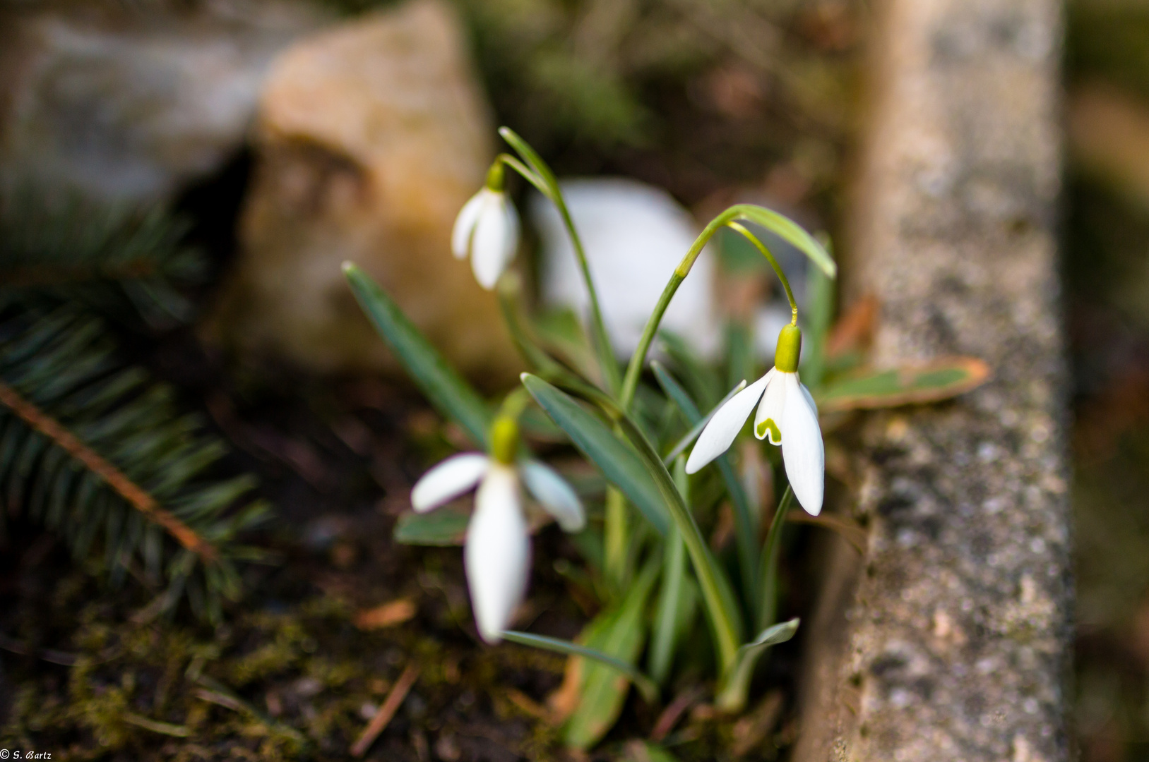 Ein Hauch von Frühling (1) 