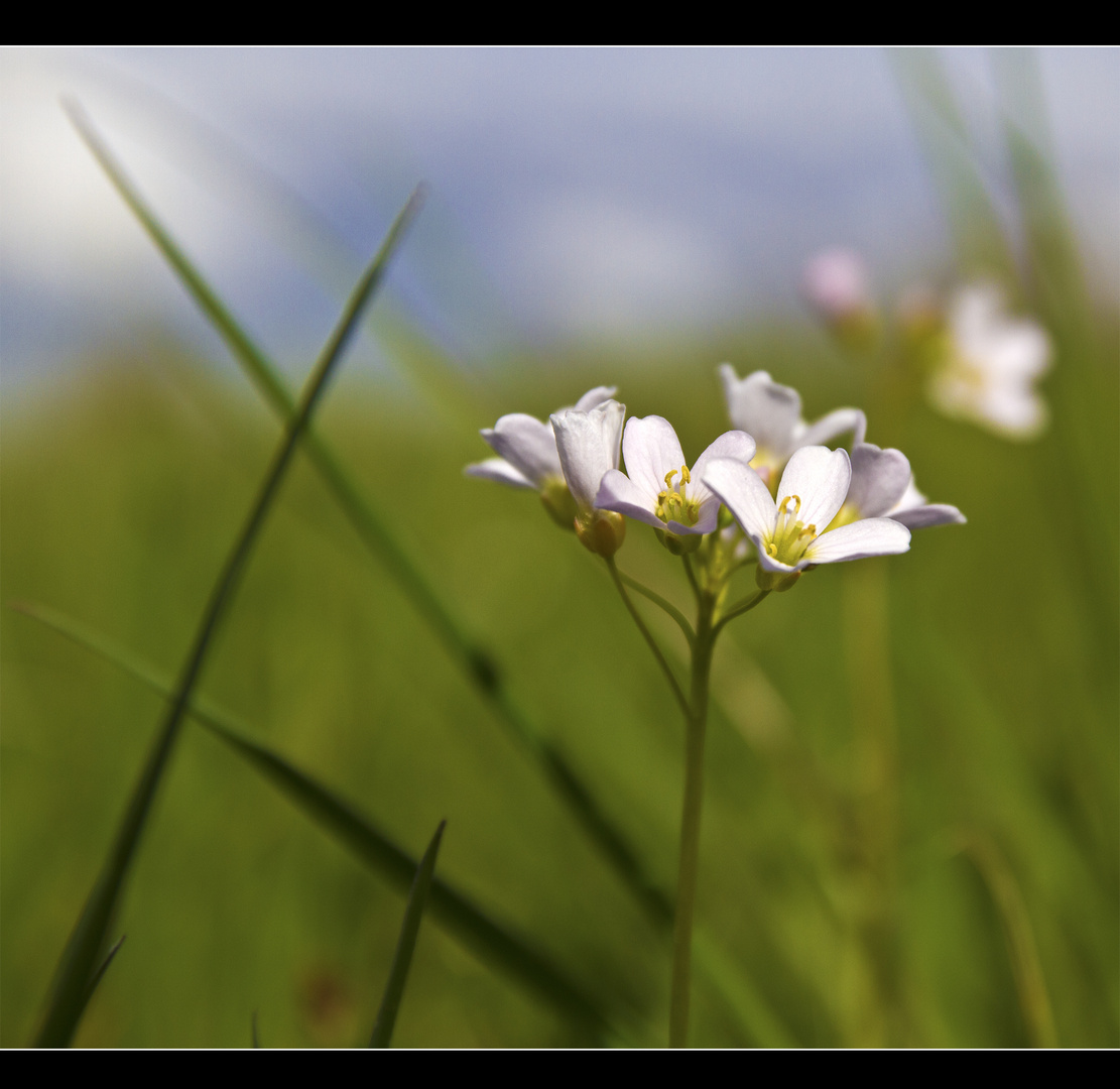 Ein Hauch von Frühling