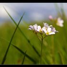 Ein Hauch von Frühling