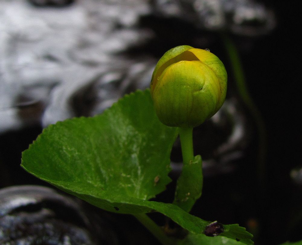 Ein Hauch von Frühling