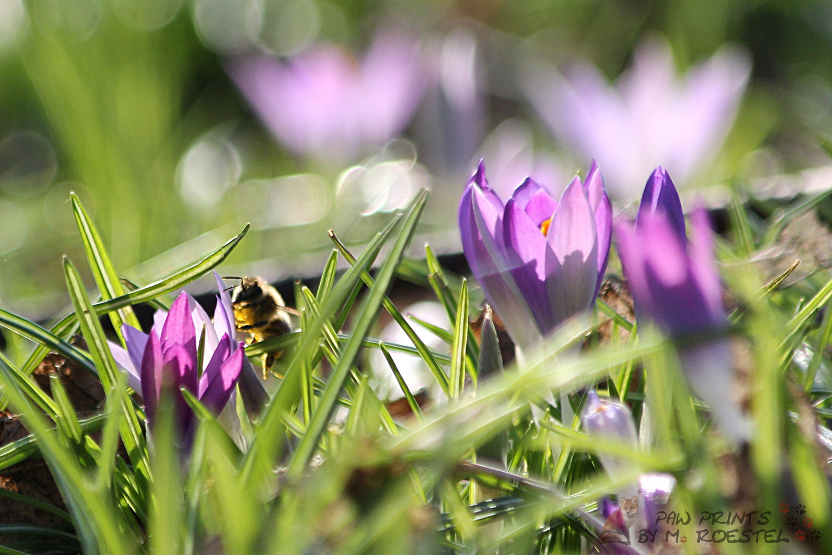 Ein Hauch von Frühling