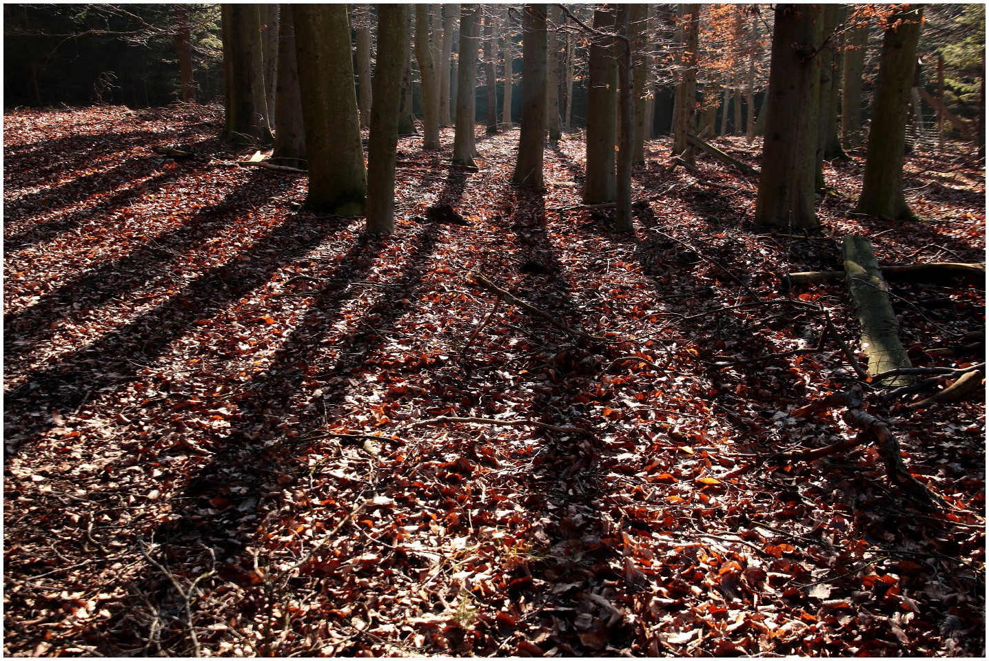 Ein Hauch von Frühling (2)