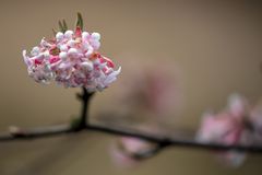 Ein Hauch von Frühling