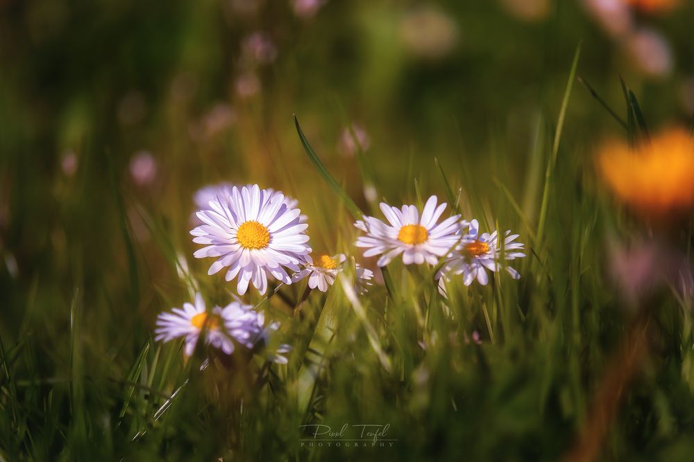 Ein Hauch von Frühling