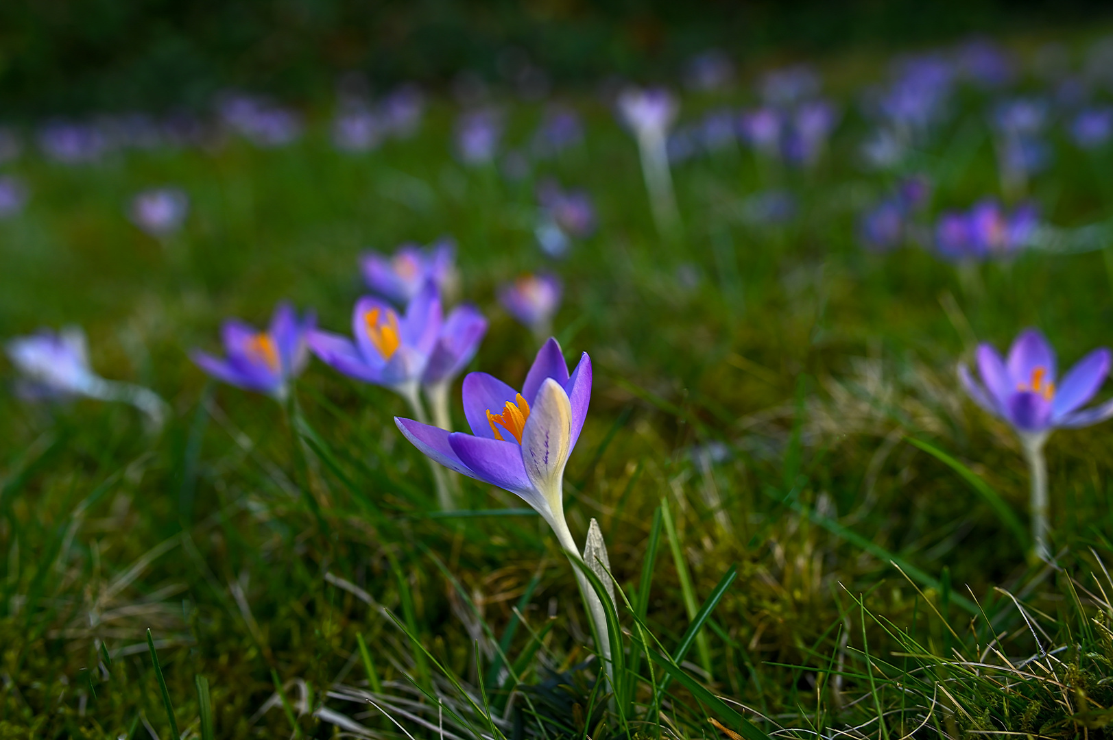 Ein Hauch von Frühling....