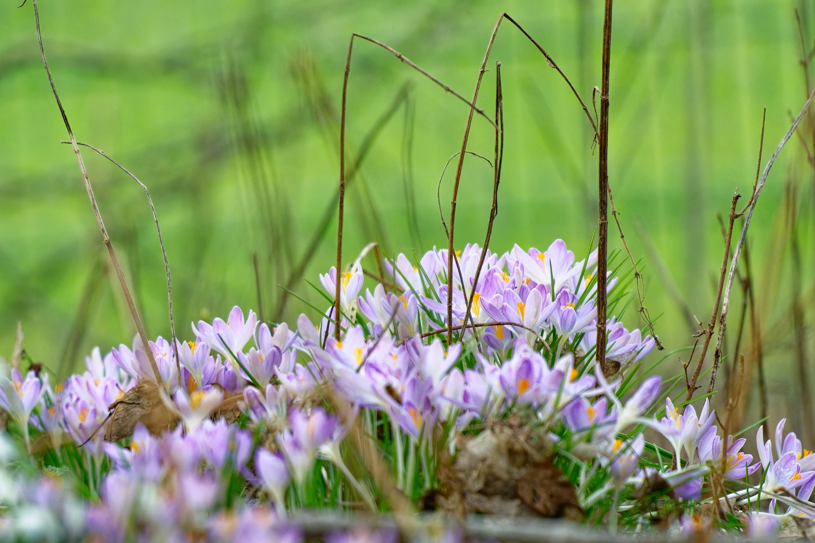 Ein Hauch von Frühling