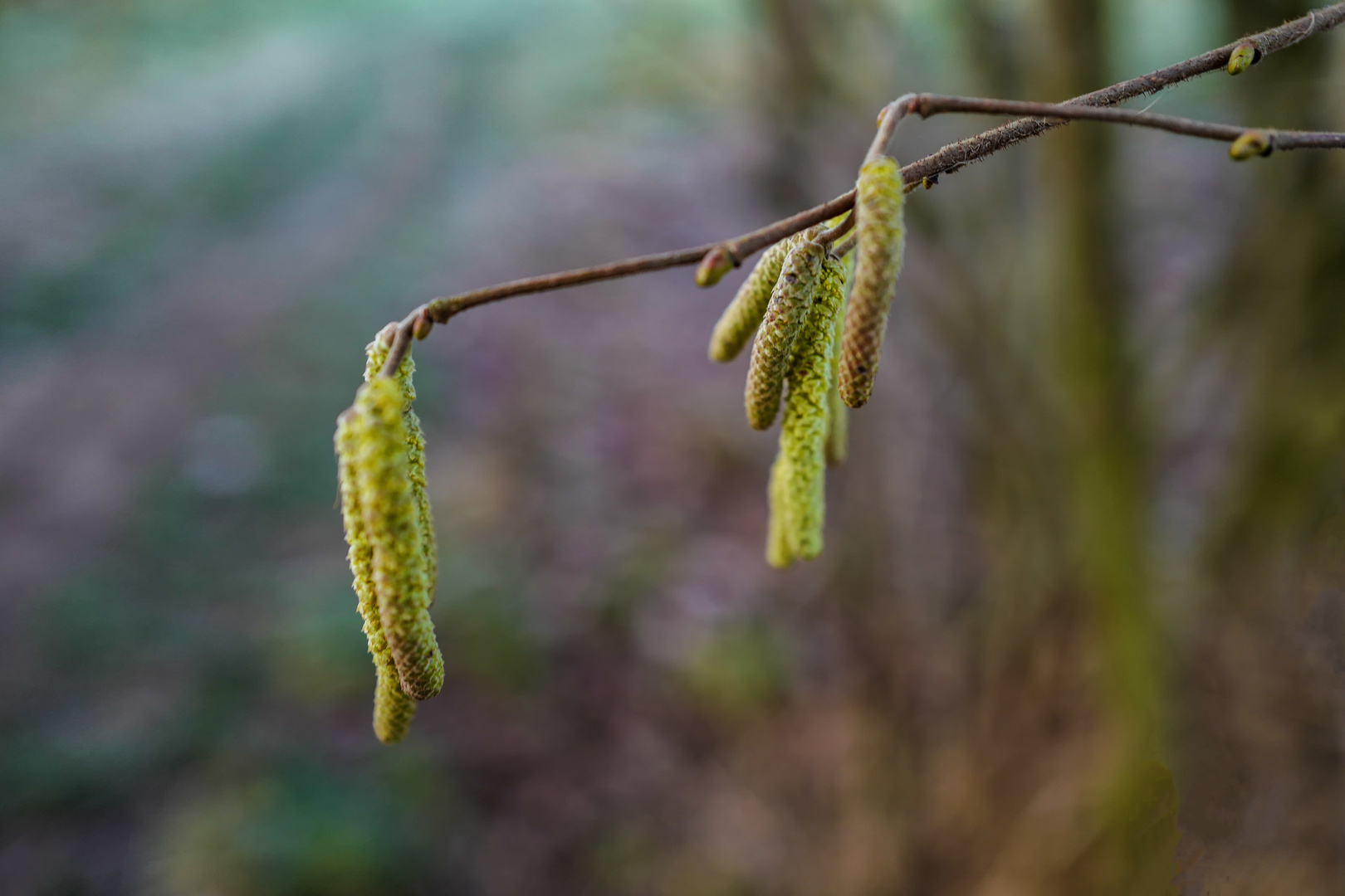 Ein Hauch von Frühling....