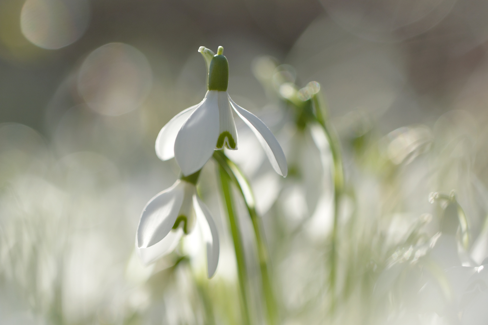 Ein Hauch von Frühling